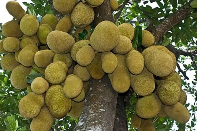 জাতীয় ফল কাঠাল