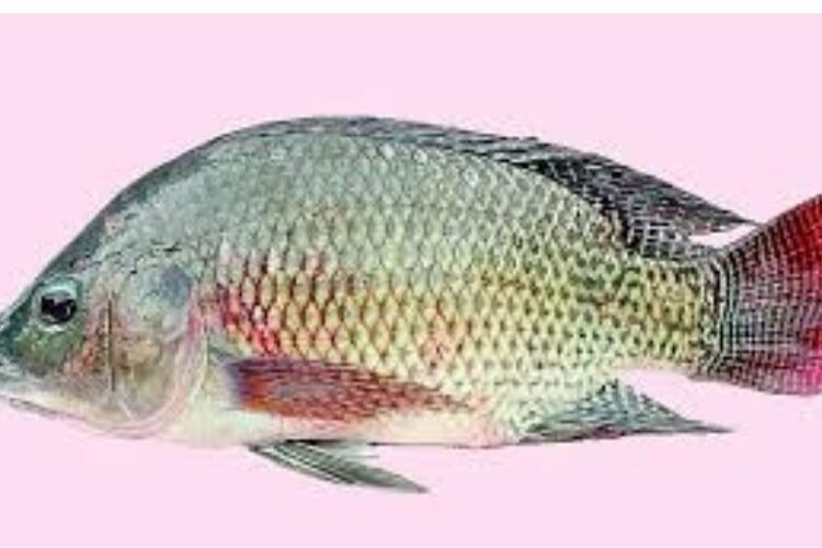 তেলাপিয়া মাছ