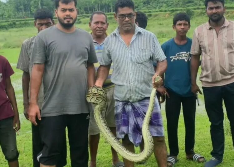 শ্রীমঙ্গলের চা বাগান থেকে অজগর উদ্ধার, বন বিভাগের কাছে হস্তান্তর