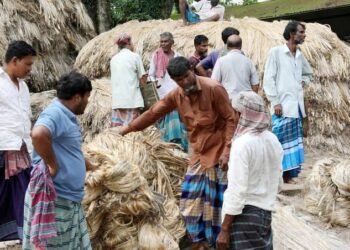 পাটের দামে খুশি রাজশাহীর কৃষক