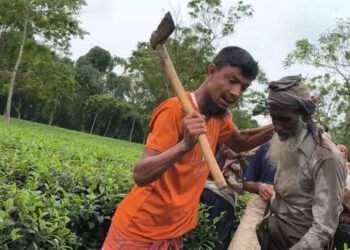 পঞ্চগড়ে মাইকে ঘোষণা দিয়ে চা বাগান দখল চেষ্টার অভিযোগ