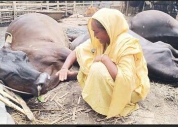 সিরাজগঞ্জের শাহজাদপুরে বৈদ্যুতিক তার ছিঁড়ে তিন গাভীর মৃত্যু